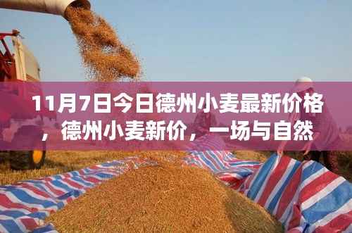 德州小麦最新价格,与自然美景的邂逅,启程寻找内心的宁静与平和之旅