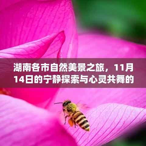 湖南各市自然美景之旅,11月14日的宁静探索与心灵共舞的自然之旅
