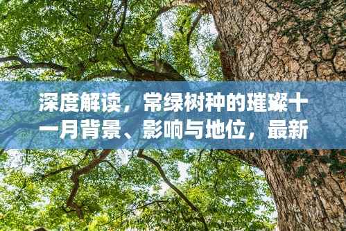 深度解读，常绿树种的璀璨十一月背景、影响与地位，最新常绿树种盘点