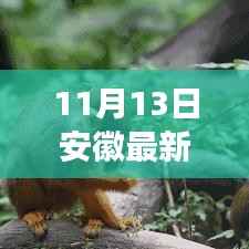 安徽探秘之旅,与自然共舞的心灵净土新旅程(11月13日最新旅游资讯)