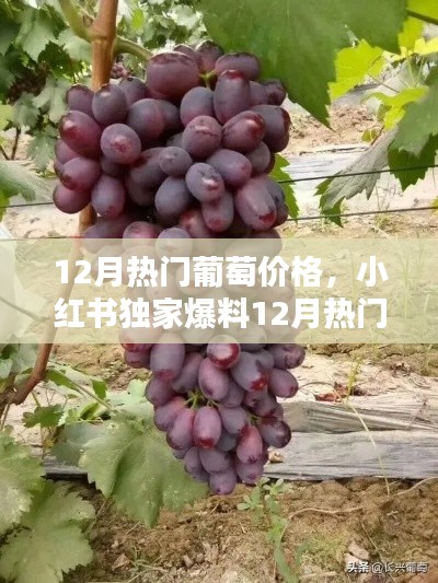 小红书独家揭秘,12月热门葡萄品种价格指南,选购无忧!