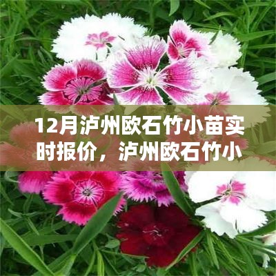 泸州欧石竹小苗实时报价聚焦分析，市场动态与观点探讨