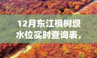 东江枫树坝水位管理,实时查询背后的权衡与观点探讨