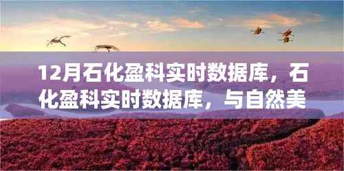 石化盈科实时数据库,与自然美景的交融之旅,探寻内心平静的旅程
