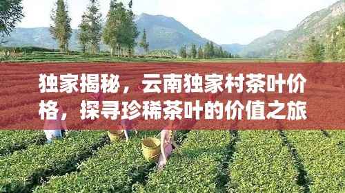 独家揭秘,云南独家村茶叶价格,探寻珍稀茶叶的价值之旅