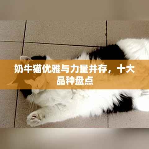 奶牛猫优雅与力量并存,十大品种盘点