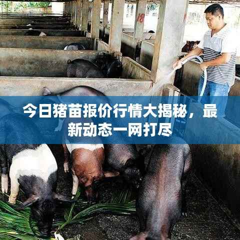 今日猪苗报价行情大揭秘,最新动态一网打尽