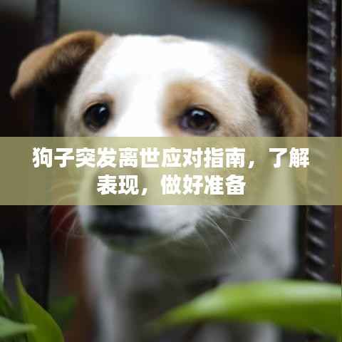 狗子突发离世应对指南,了解表现,做好准备