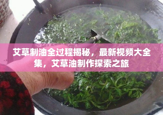 艾草制油全过程揭秘,最新视频大全集,艾草油制作探索之旅