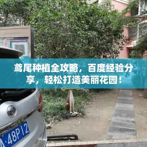 鸢尾种植全攻略,百度经验分享,轻松打造美丽花园!