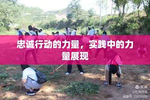 忠诚行动的力量,实践中的力量展现