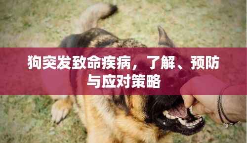 狗突发致命疾病,了解、预防与应对策略
