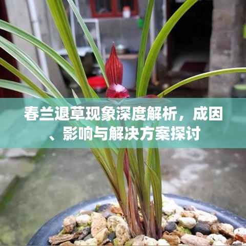 春兰退草现象深度解析,成因、影响与解决方案探讨
